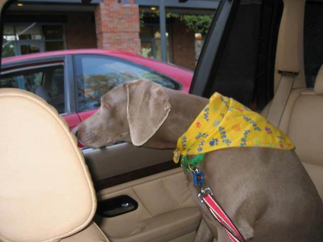 Poppy as passenger